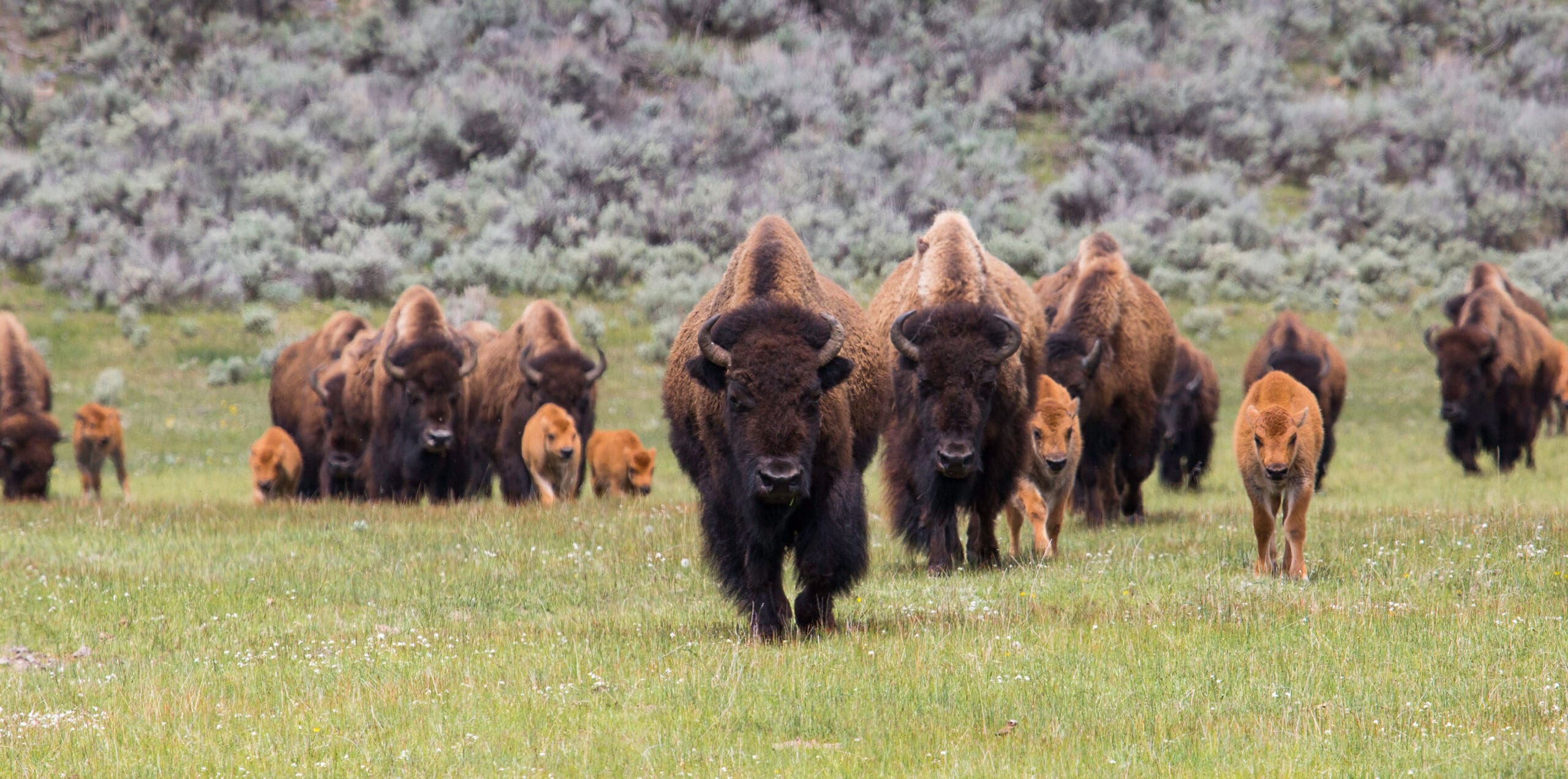 A herd of bison including calves moves toward the camera