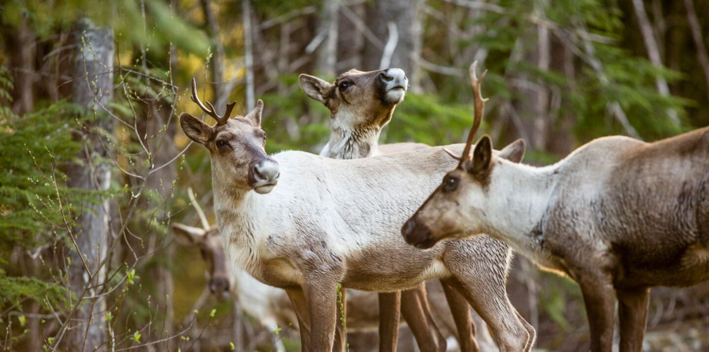 A group of mountain caribou