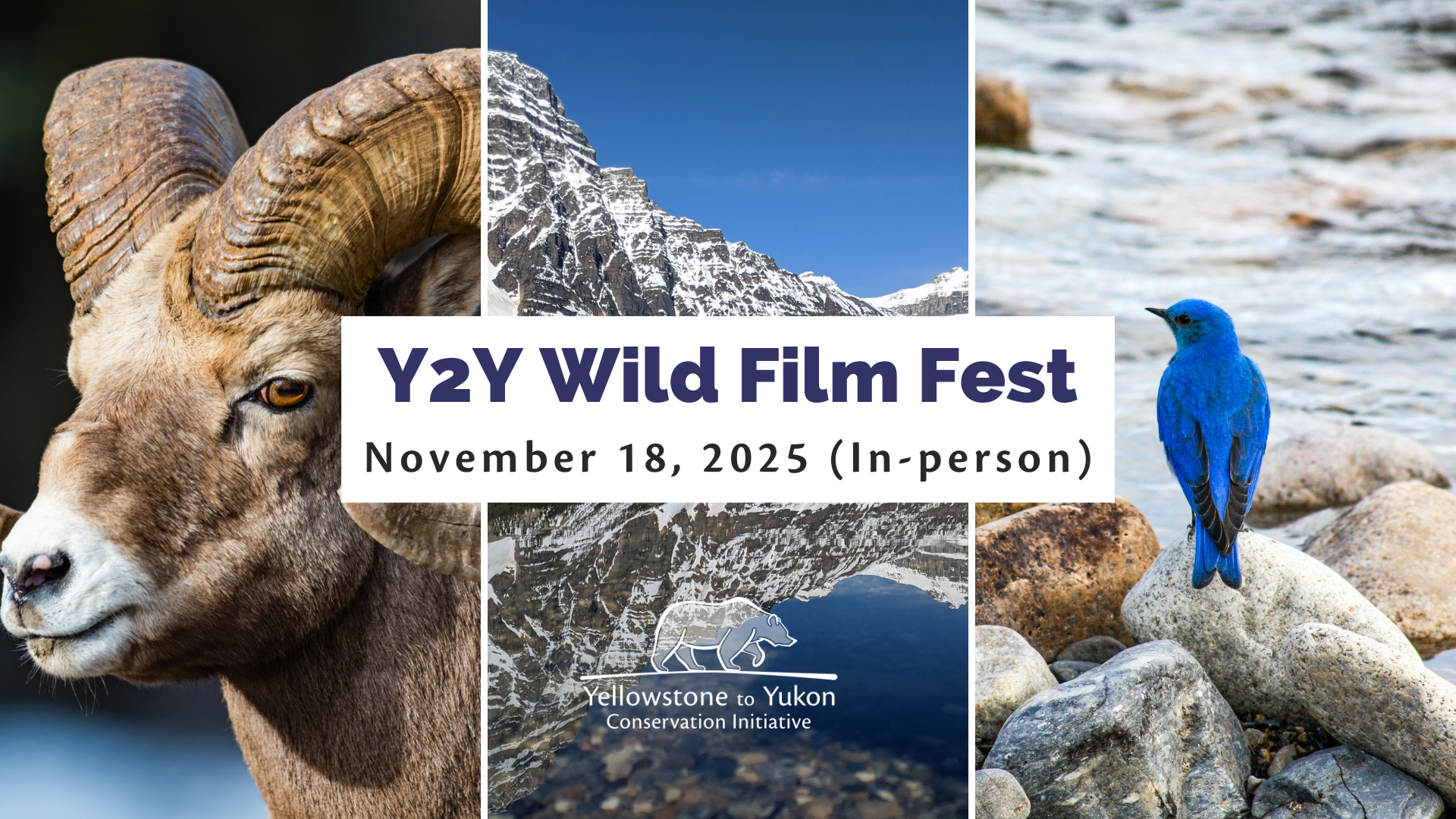 Photo description: The words "Y2Y Wild Film Fest, November 18, 2025 (in-person)" appear on a white banner in front of three photos. The left photo shows a close-up image of a bighorn sheep, the middle photo is of an alpine lake surrounded by snowy mountains, and the right photo shows a mountain bluebird sanding on a rock beside a stream.