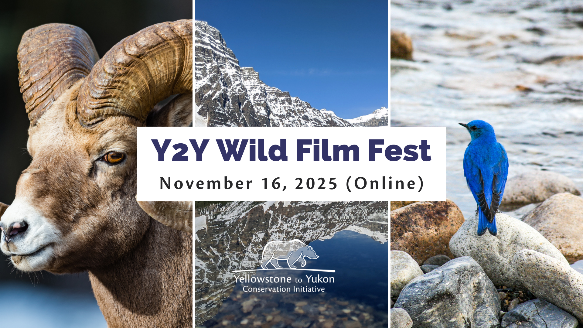The words "Y2Y Wild Film Fest, November 16, 2025 (online)" appear on a white banner in front of three photos. The left photo shows a close-up image of a bighorn sheep, the middle photo is of an alpine lake surrounded by snowy mountains, and the right photo shows a mountain bluebird sanding on a rock beside a stream.