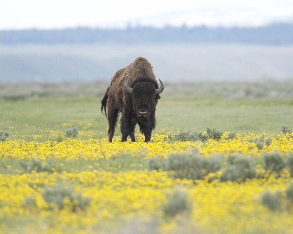 A bison stands in a meadow of yellow flowers, looking towards the camera