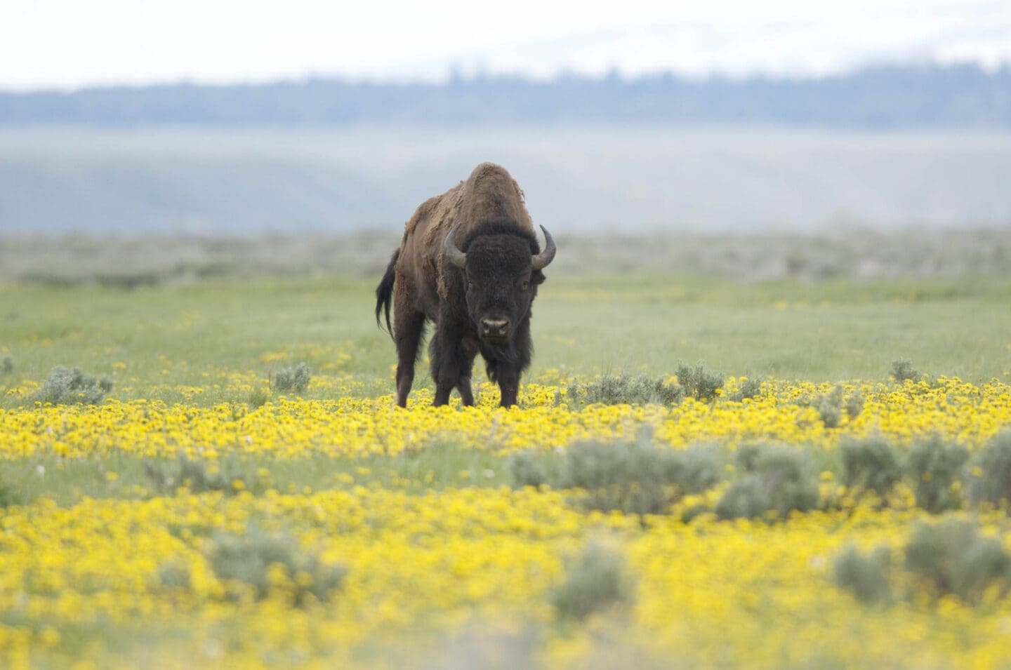 A bison stands in a meadow of yellow flowers, looking towards the camera