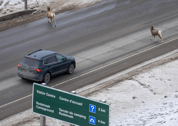 An aerial view of bighorn sheep and a stopped vehicle on Highway 93/95 near Radium, B.C.
