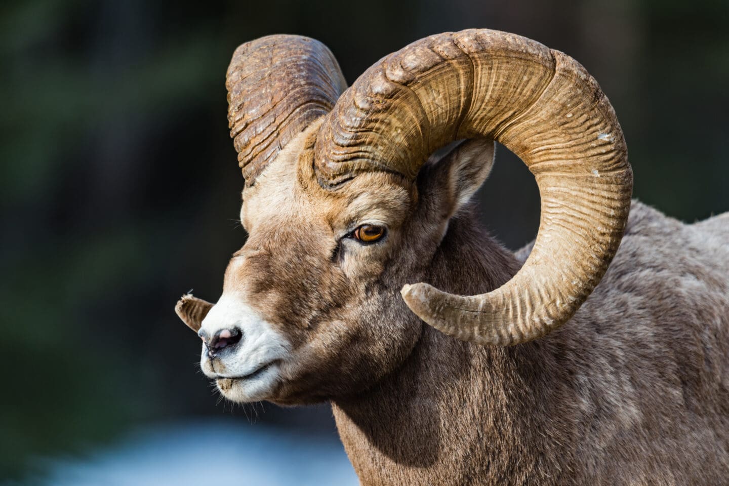A bighorn sheep ram looks off into the distance. The sheep's head, horns, and shoulders are visible.