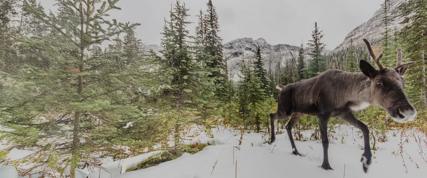 A caribou walks in a forest