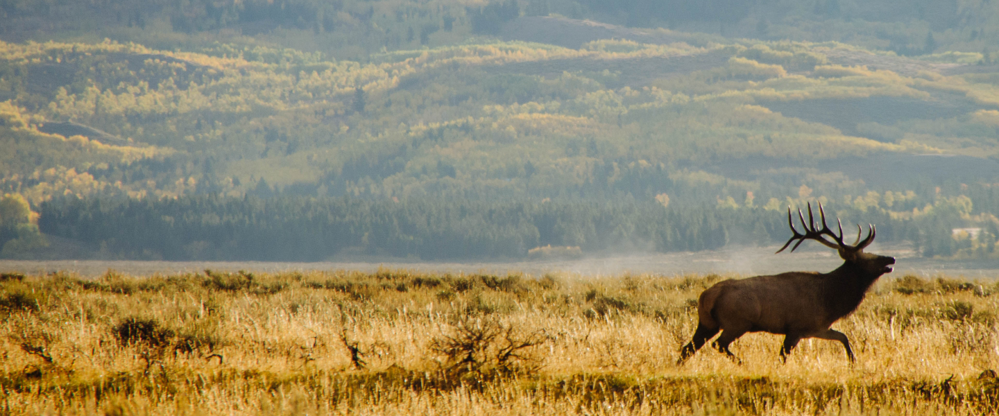 An elk walks across a golden field
