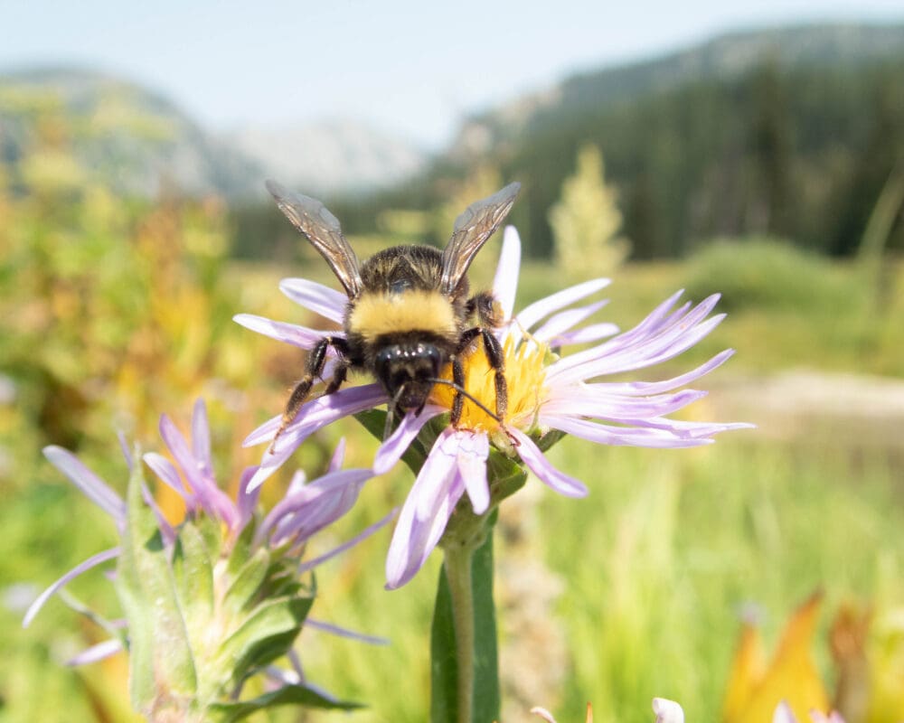 A black and yellow-coloured western bumble bee stands on a flower with light purple petals and a yellow center. The flower is in a grassy field, with tree-covered hills and a mountain in the background.