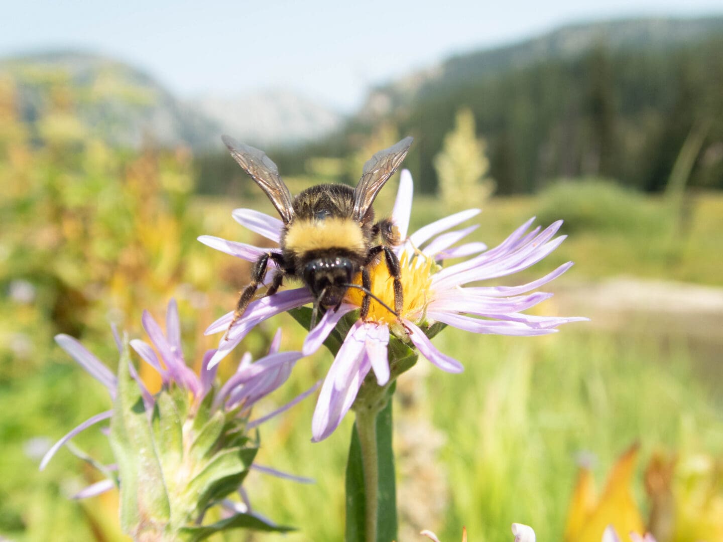 A black and yellow-coloured western bumble bee stands on a flower with light purple petals and a yellow center. The flower is in a grassy field, with tree-covered hills and a mountain in the background.