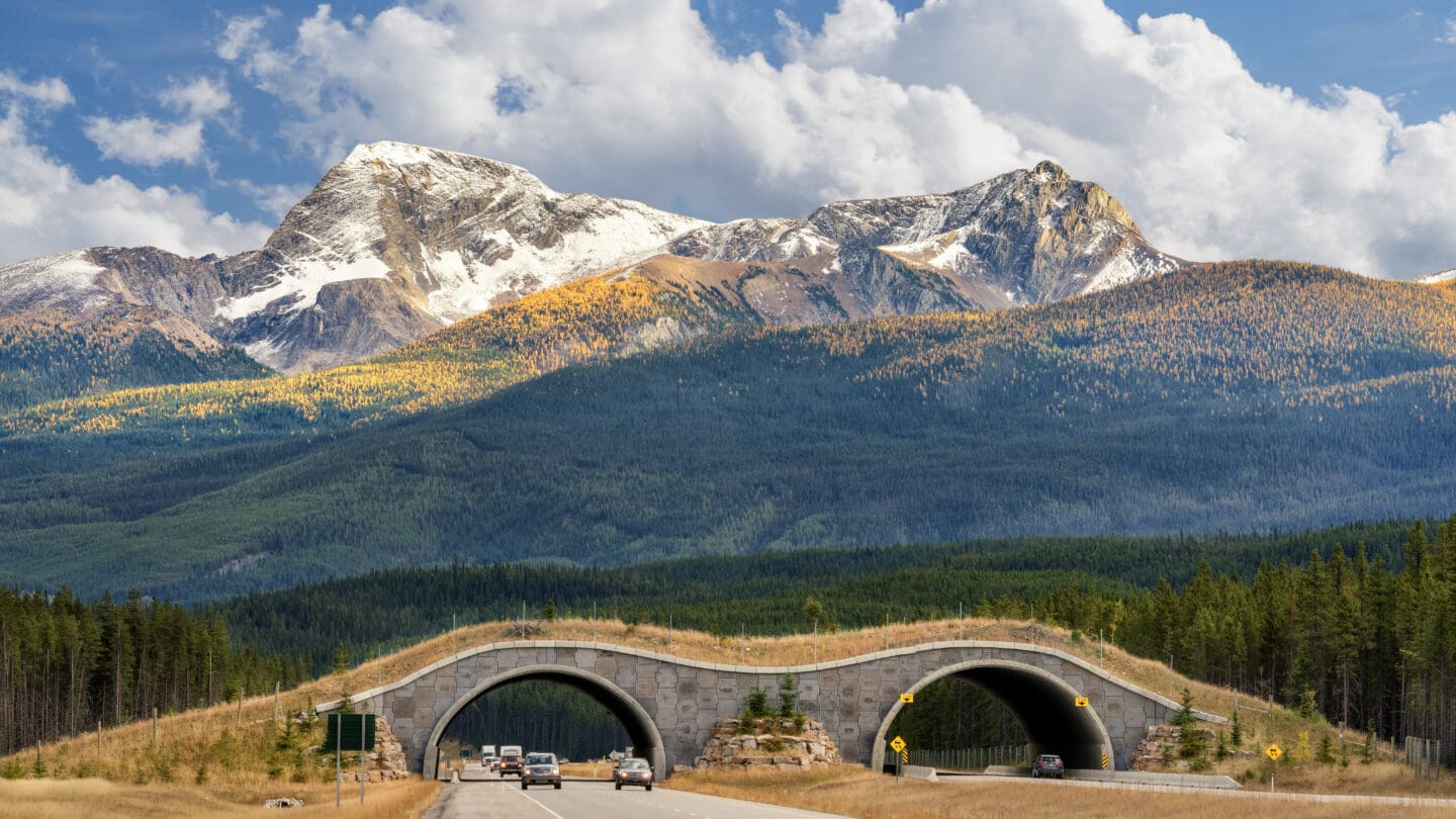 A wildlife overpass crosses a busy multi-lane highway. The overpass consists of two stone arches covered by native vegetation including grasses and trees, and wildlife fencing. Tall tree-covered hills and rocky mountains rise up in the background. 