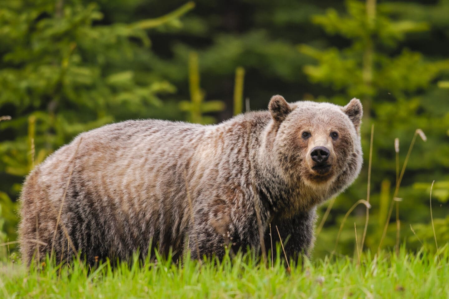 A grizzly bear looks toward the camera. The bear is standing in a field with evergreen trees in the background.