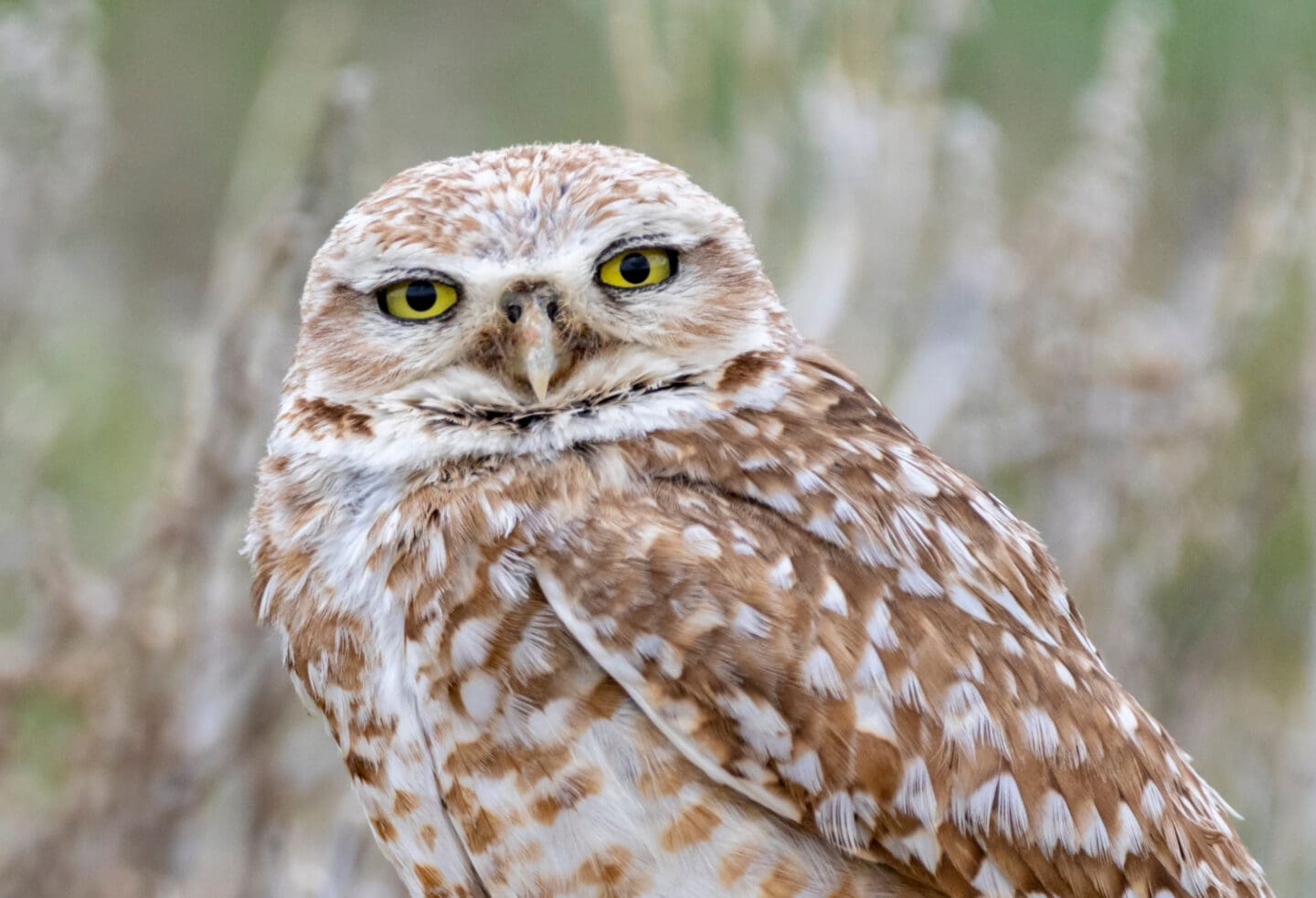 A burrowing owl turns to look towards the camera. The background is blurred, with some grass visible. 
