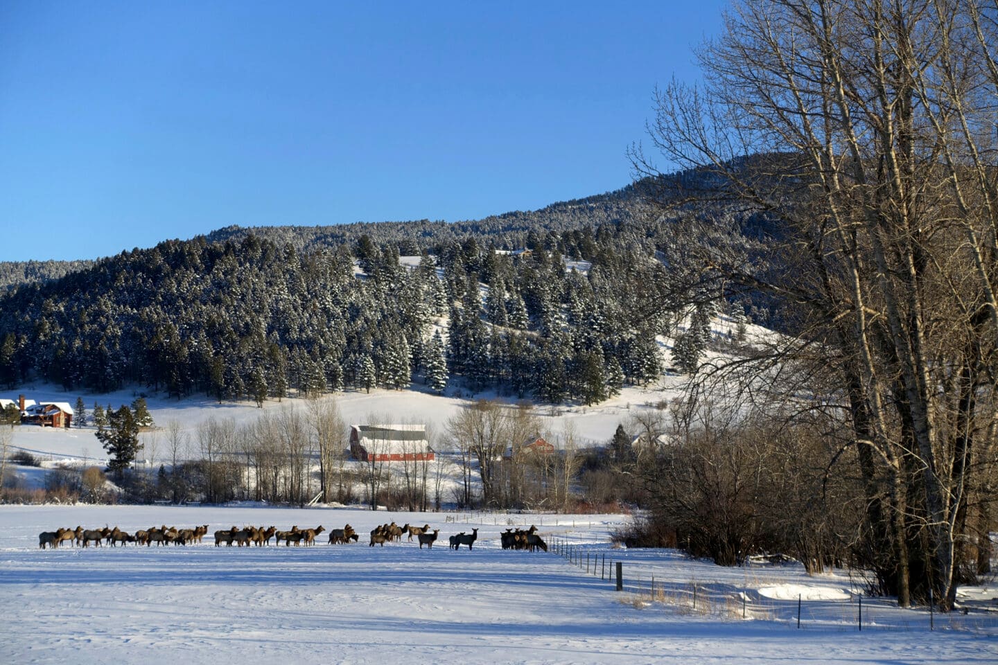 A herd of large animals stands in the distance across a snowy field. In the background, a ranch sits at the base of hills covered by trees. 