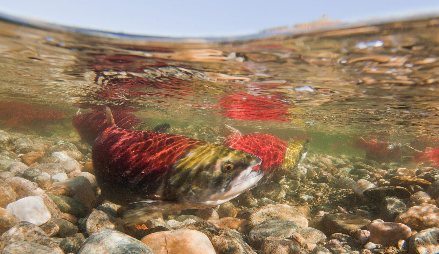 Salmon swim in a shallow river above a rocky riverbed. 