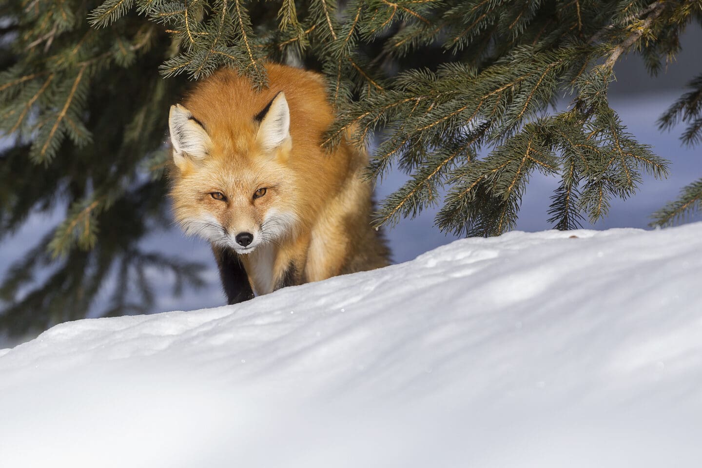 A fox walks across snow, looking towards the camera. The fox crouches slightly as they pass beneath the boughs of an evergreen tree.