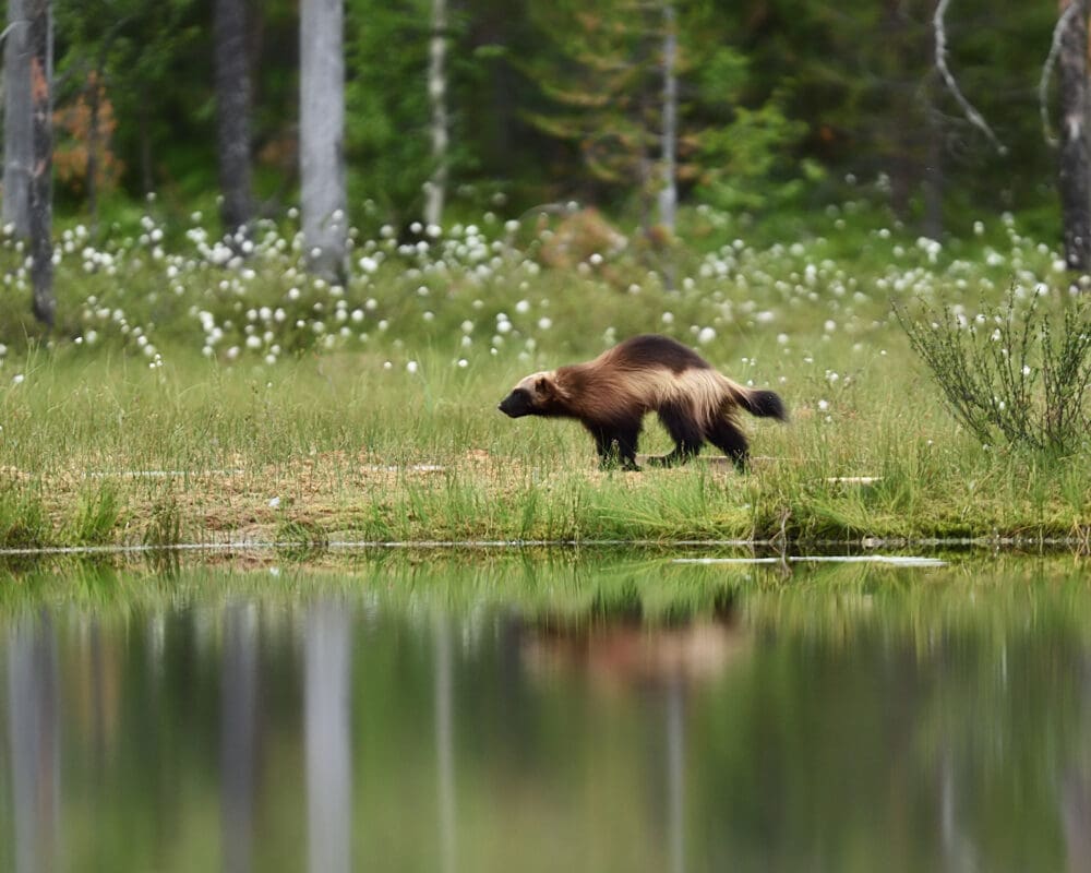 Wolverine running in meadow.