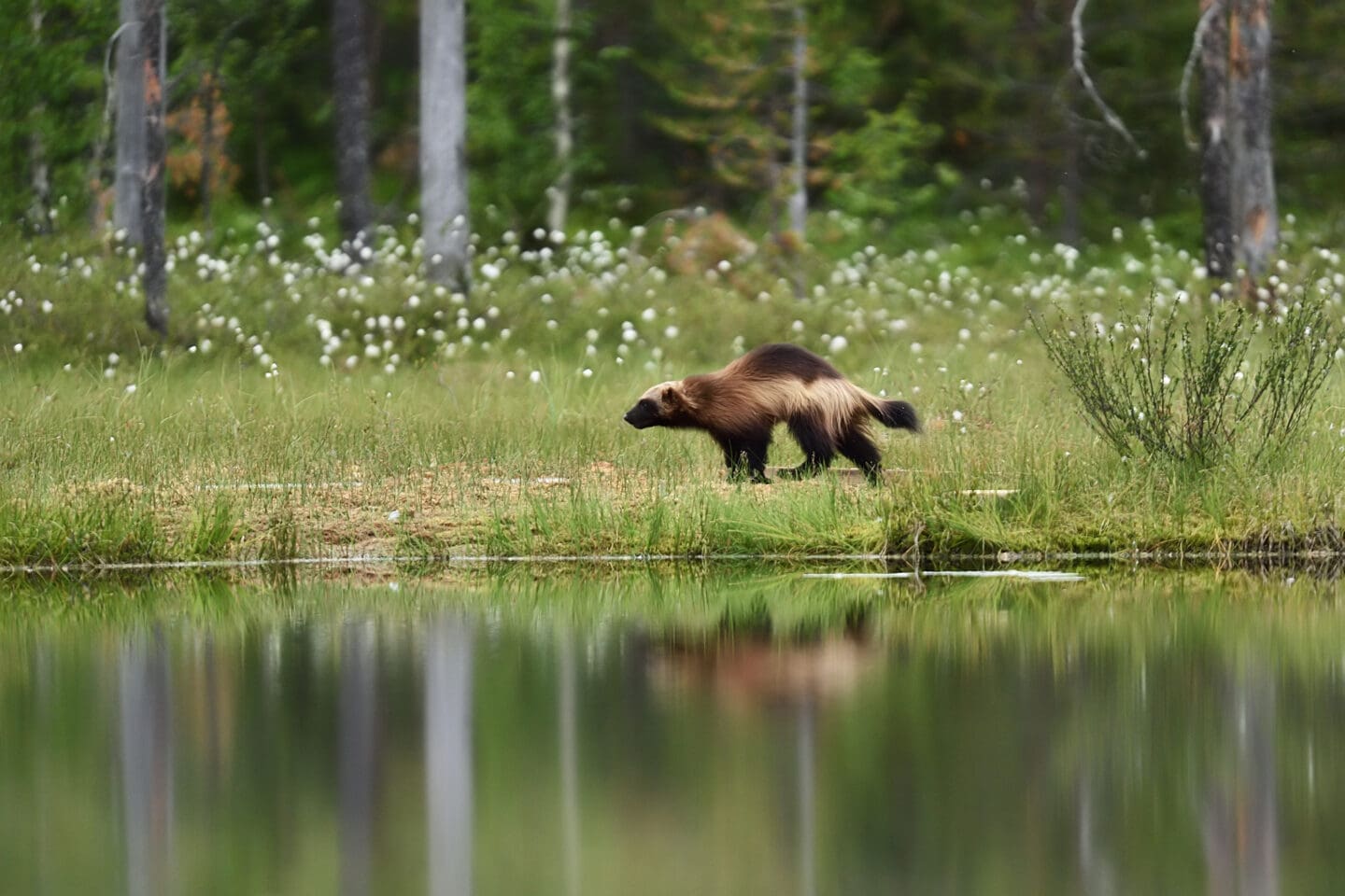 Wolverine running in meadow.