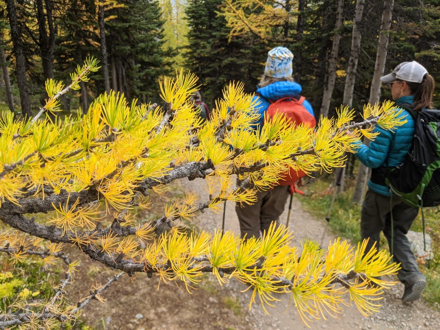 A close up photo of a larch tree branch, full of bright yellow-gold needles. In the background, two hikers in hats, warm jackets, backpacks, and hiking poles walk down a forested trail. 