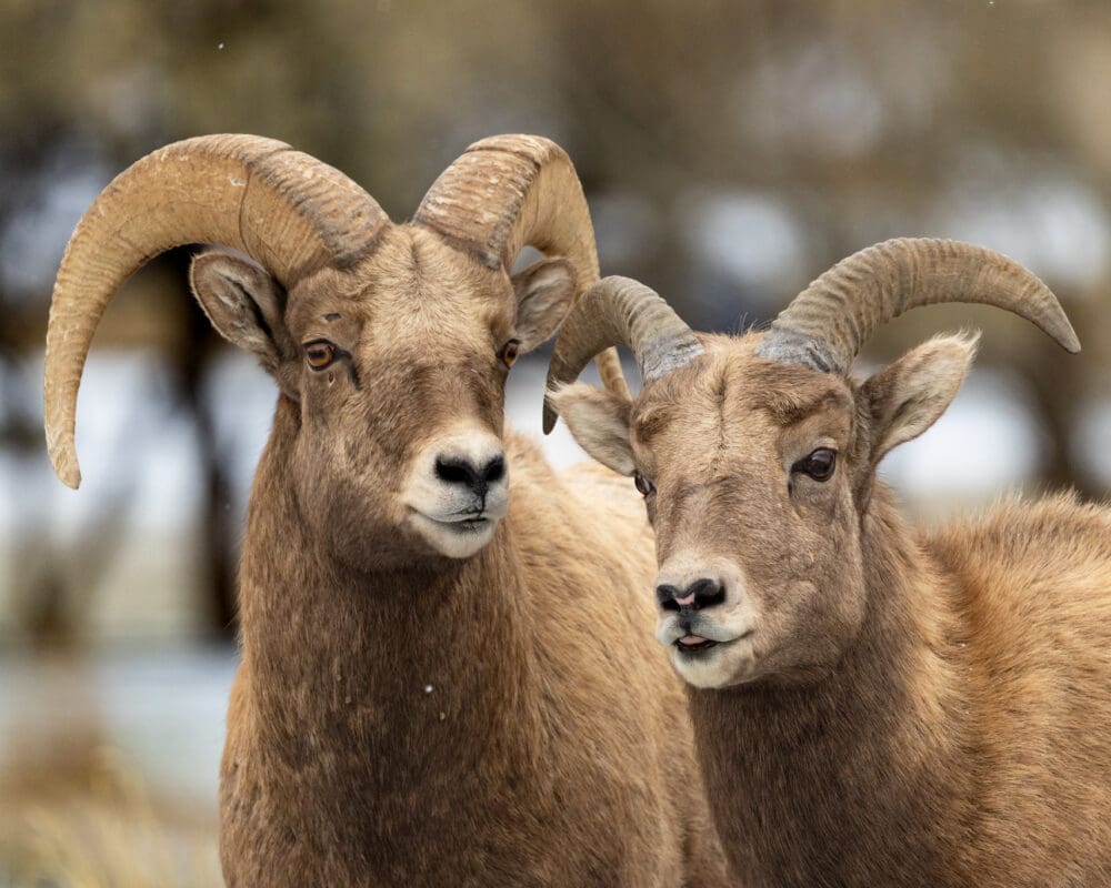 Two bighorn sheep look to the camera