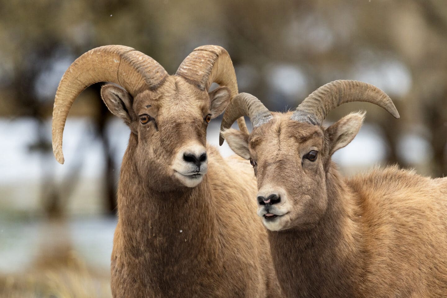 Two bighorn sheep look to the camera