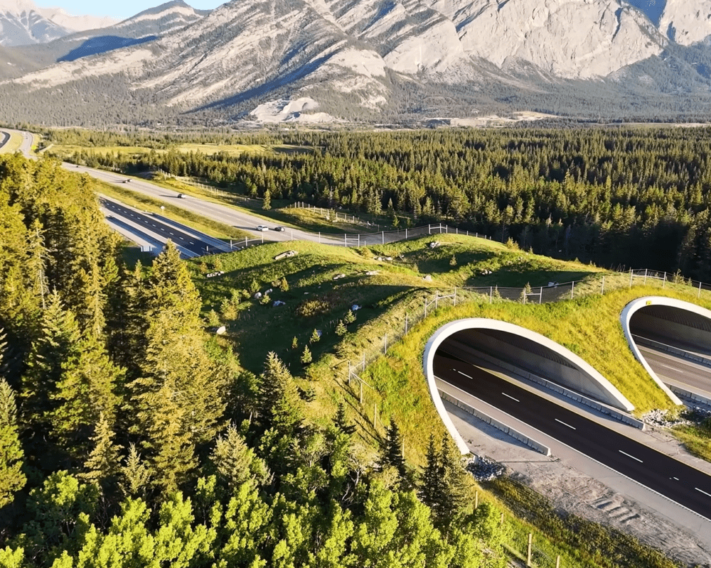 A wildlife crossing in Alberta, Canada