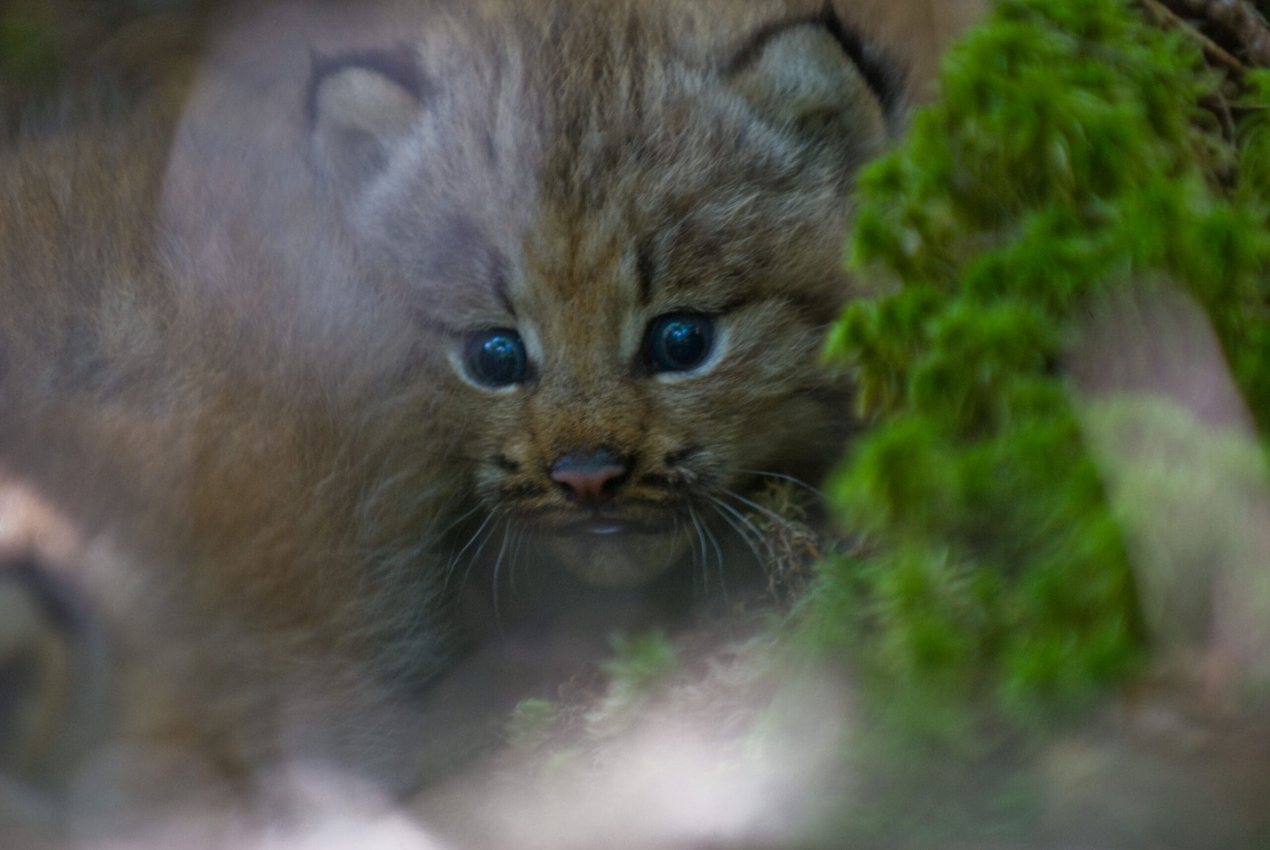 A lynx kit is hidden in vegetation