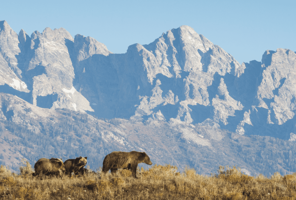 A mother grizzly and her cubs walk though grass. Tall mountain rise in the background.