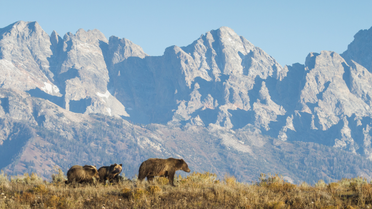 A mother grizzly and her cubs walk though grass. Tall mountain rise in the background.