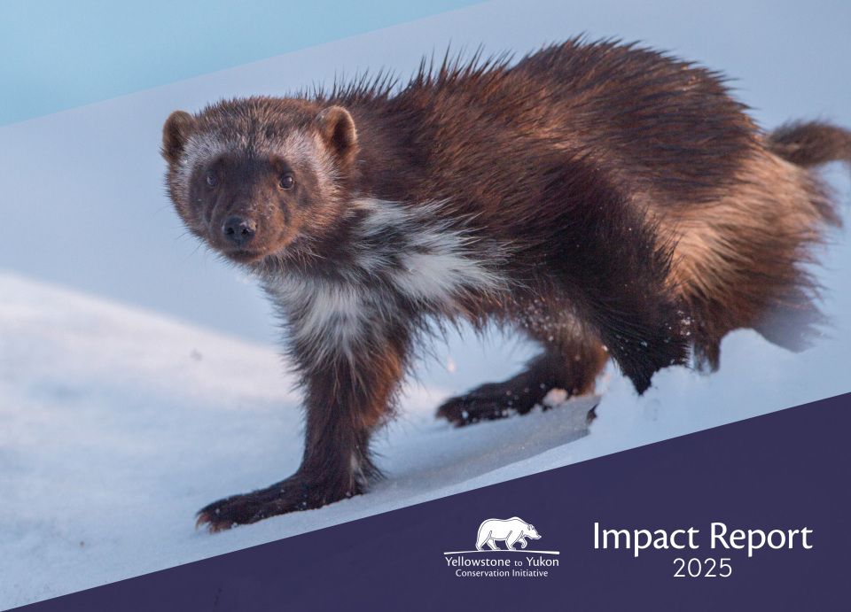 A wolverine in the snow looks directly at the camera.