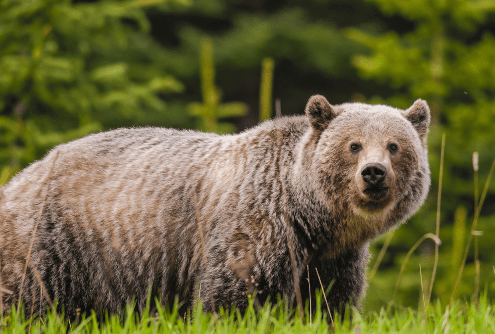 A grizzly bear in a field looks at the camera.