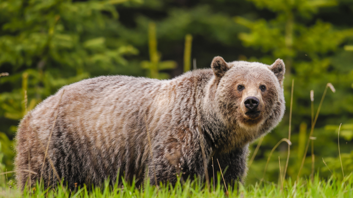A grizzly bear in a field looks at the camera.