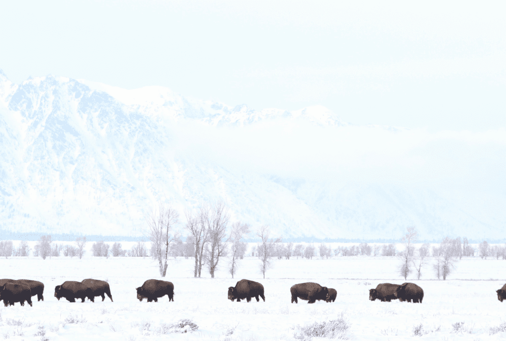 A herd of bison walk through a snowy field. Snow-capped mountains rise in the distance.