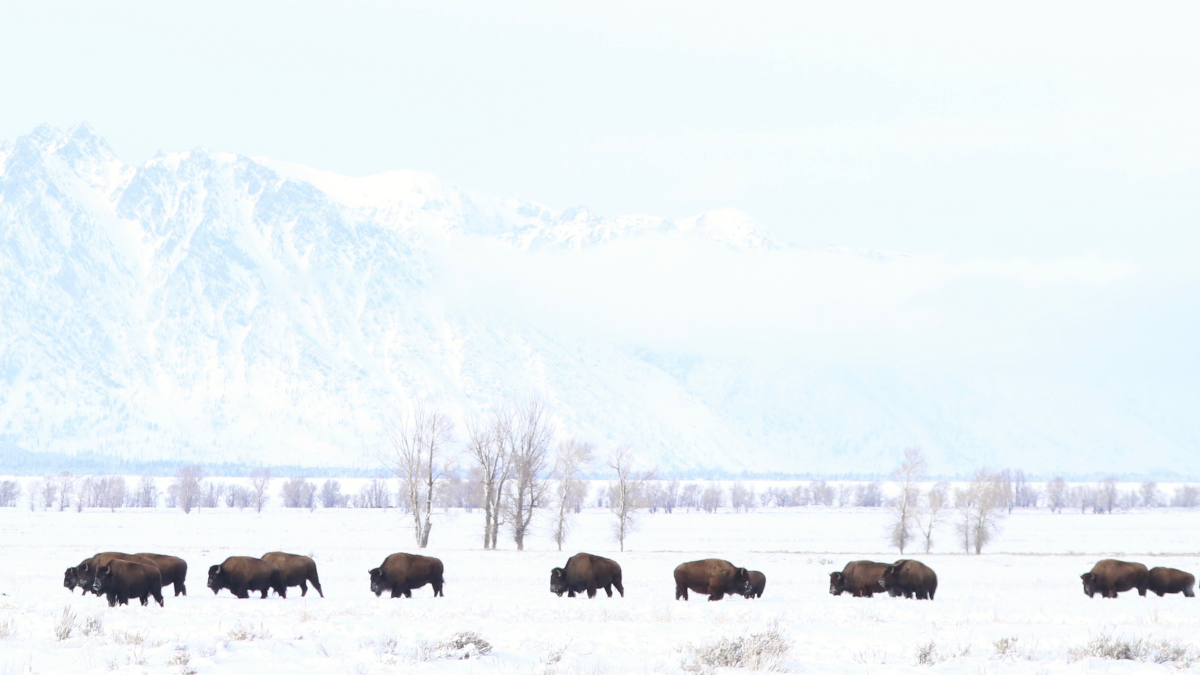 A herd of bison walk through a snowy field. Snow-capped mountains rise in the distance.