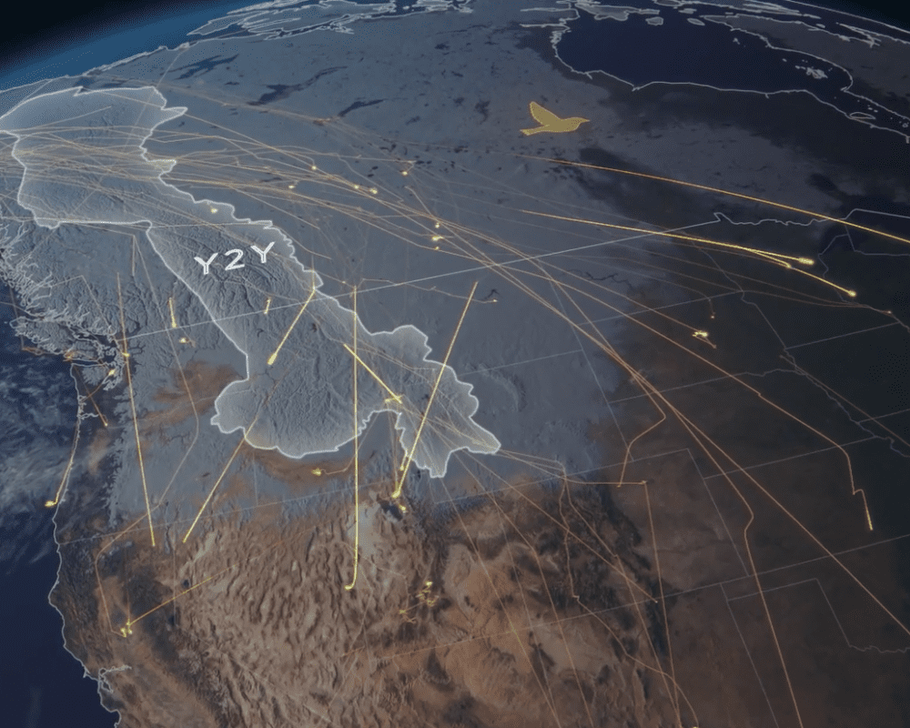 Yellowstone to Yukon region wildlife migration animation