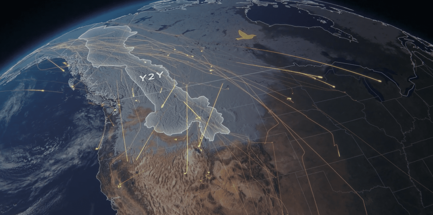 Yellowstone to Yukon region wildlife migration animation