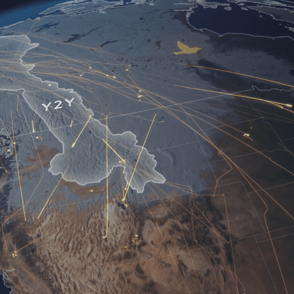 Yellowstone to Yukon region wildlife migration animation