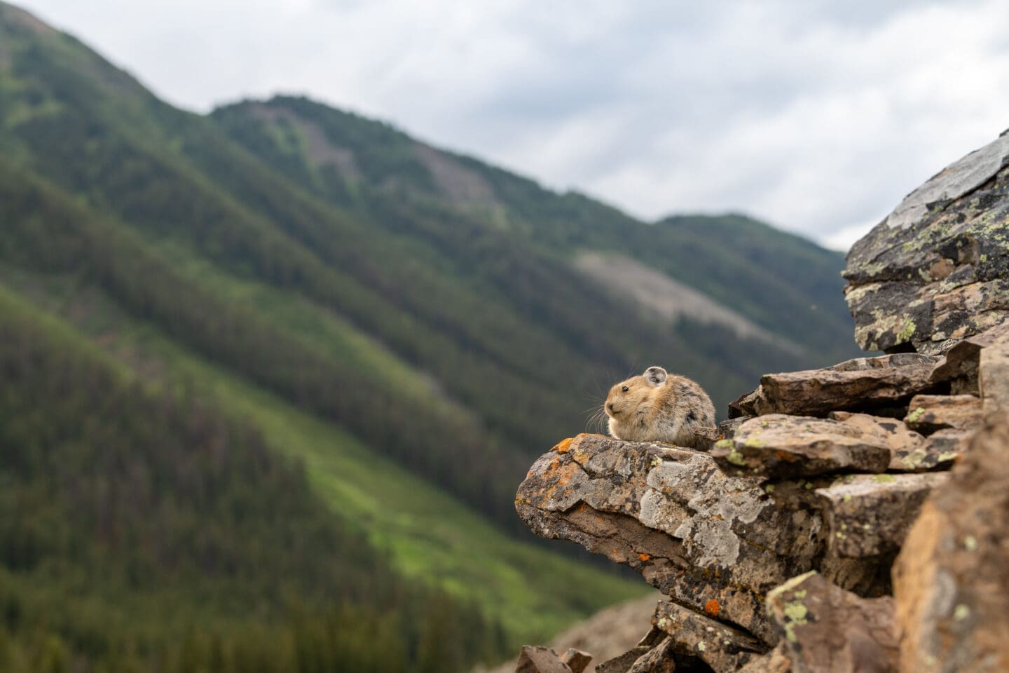 A pika sits on a rock. In the background, lush tree-covered mountains rise from the valley floor. 