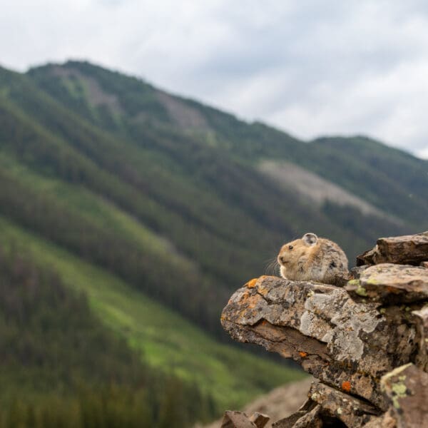 A pika sits on a rock. In the background, lush tree-covered mountains rise from the valley floor.