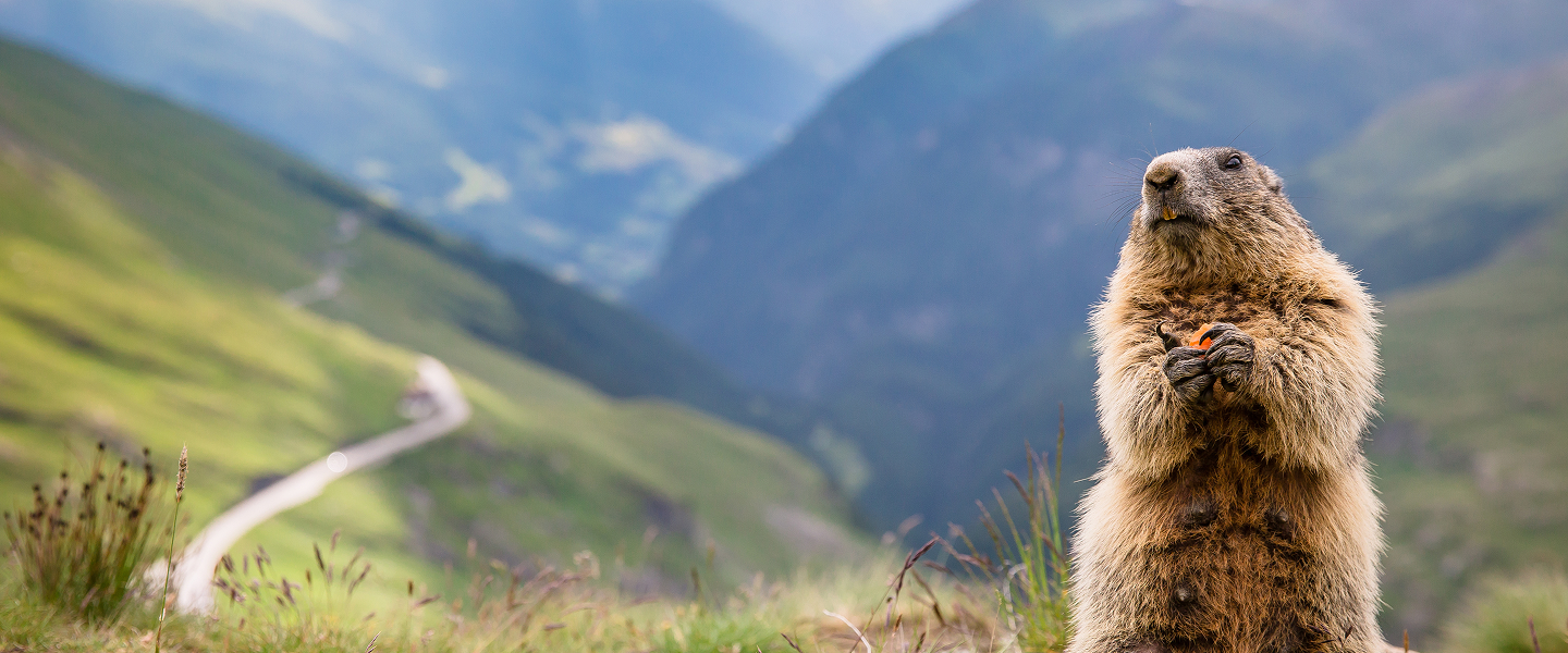 A marmot stands against a mountain backdrop