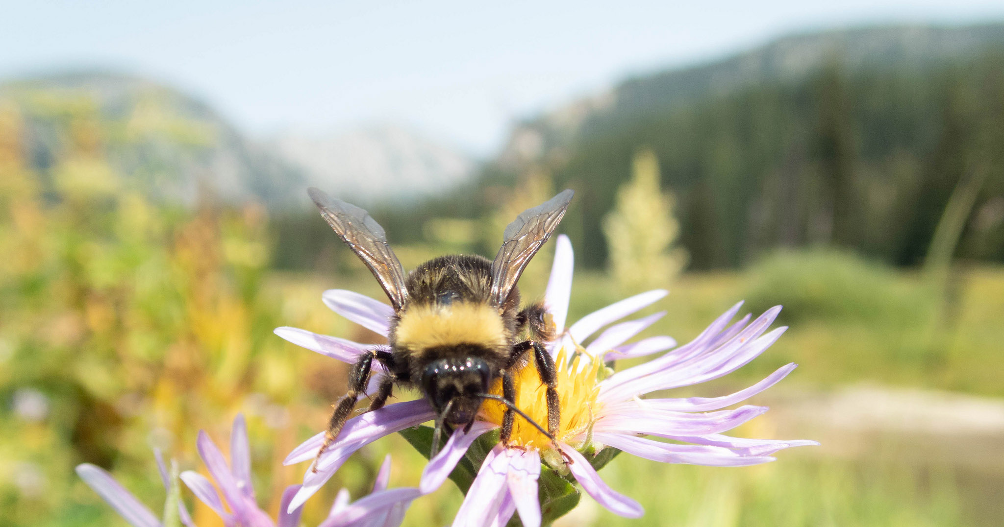 A western bumblebee on a small purple flower