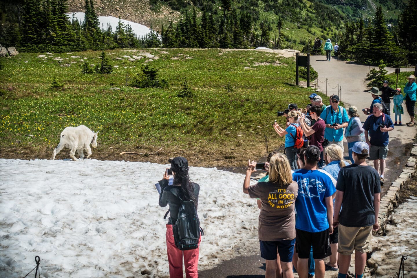 People taking photos stand too close to a mountain goat