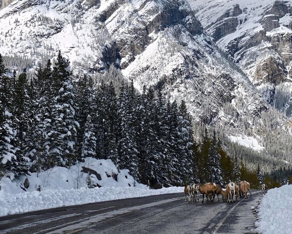 A small herd of bighorn sheep stand in the middle of the road in the Rocky Mountains of Canada