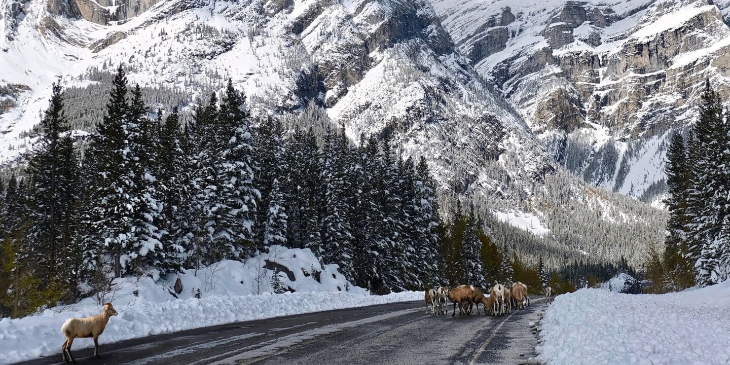 A small herd of bighorn sheep stand in the middle of the road in the Rocky Mountains of Canada