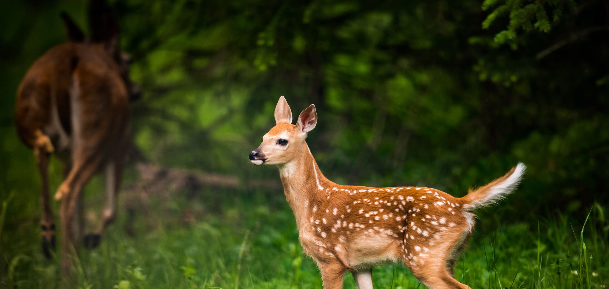 A young whitetail fawn with its tail up