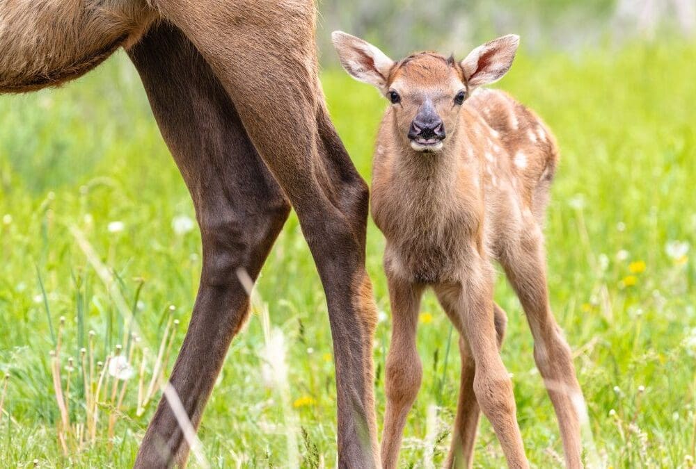 A young fawn stands next to their mother in a green field.