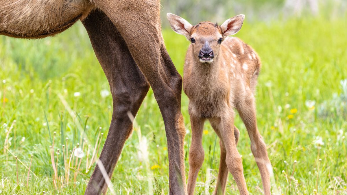 A young fawn stands next to their mother in a green field.