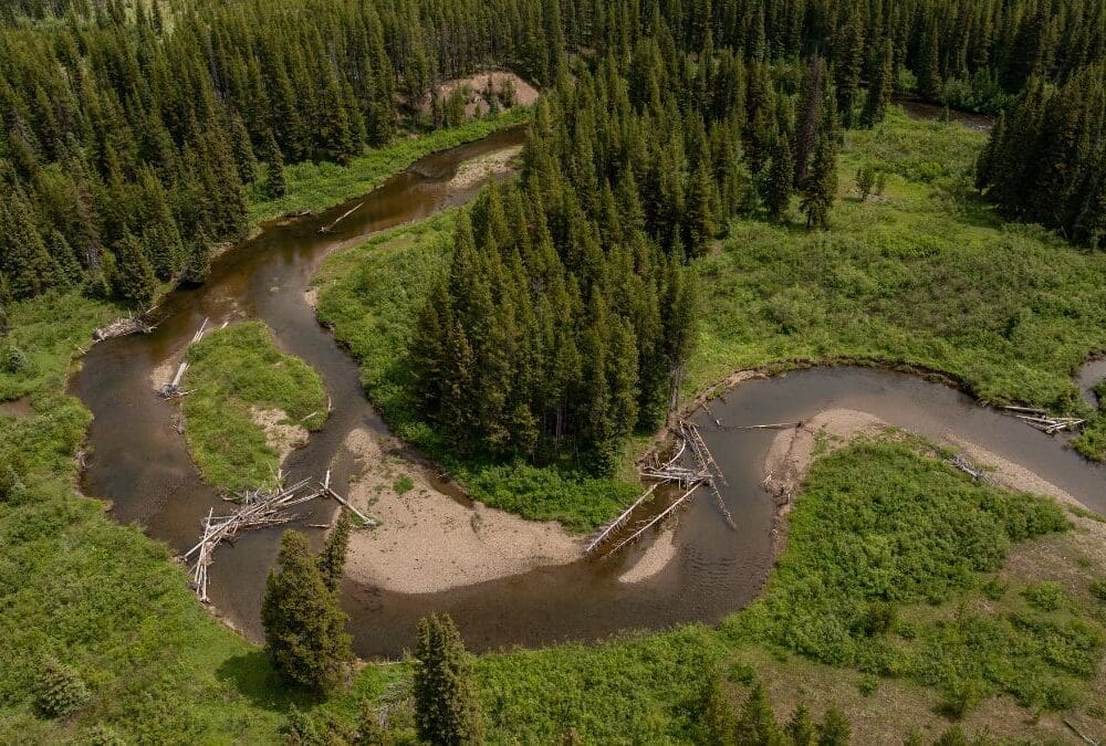 A river surrounded by lush trees and bushes.