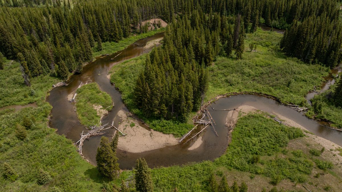 A river surrounded by lush trees and bushes.