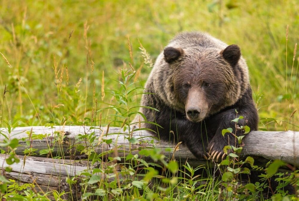 A grizzly bear rests on a log.