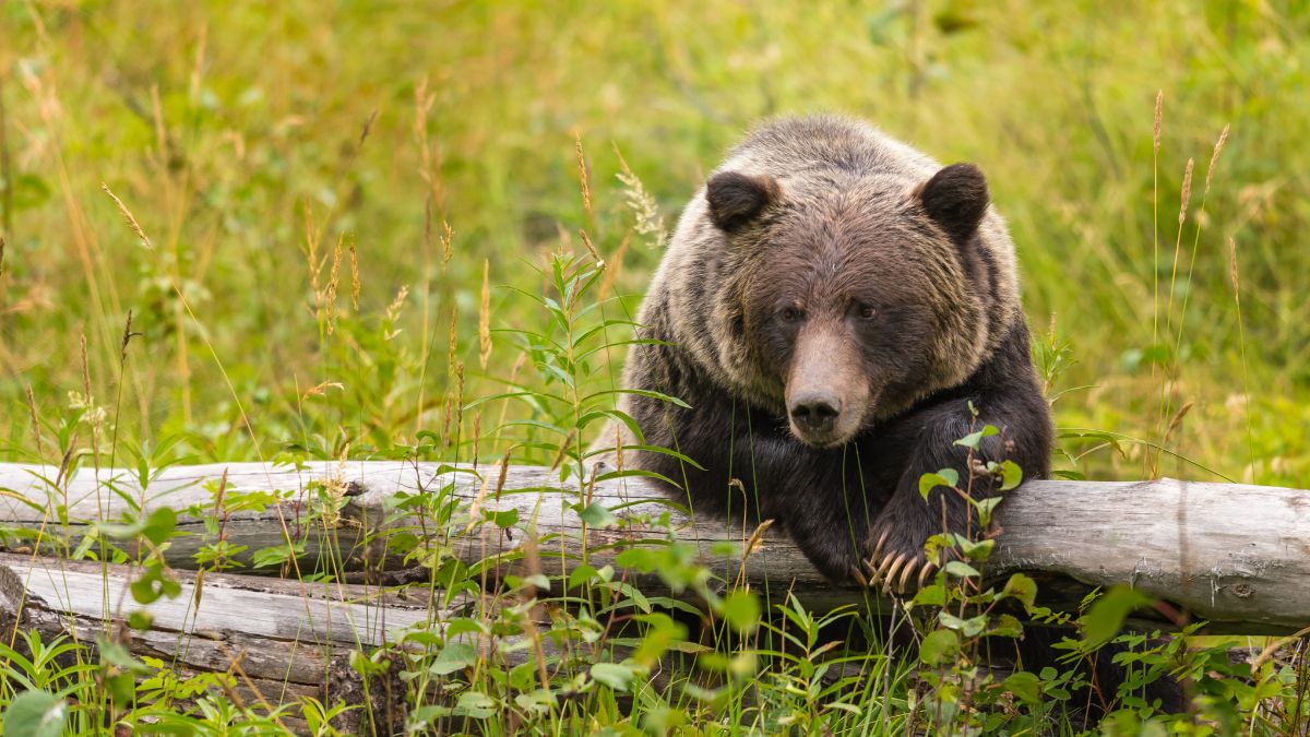 A grizzly bear rests on a log.