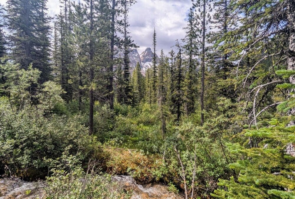 A forest filled with bushes and trees, with a small brook running through it. Mountains rise up in the distance.